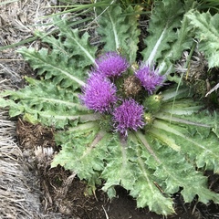 Cirsium scariosum congdonii