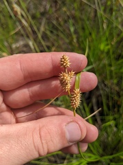 Carex × subviridula