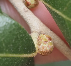 Andricus quercusfoliatus