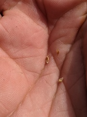 Carex × subviridula