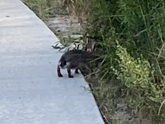 Sylvilagus audubonii