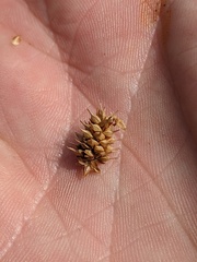 Carex × subviridula