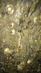 Litoprosopus futilis