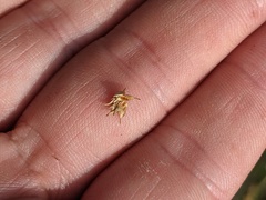 Carex × subviridula