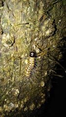 Litoprosopus futilis