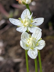 Parnassia parviflora