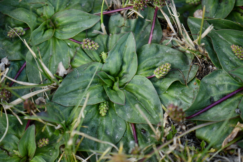 Plantago himalaica