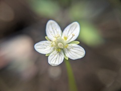 Parnassia parviflora