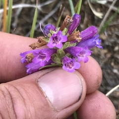 Penstemon heterodoxus heterodoxus