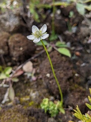 Parnassia parviflora
