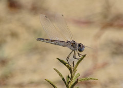 Selysiothemis nigra