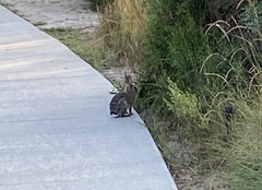Sylvilagus audubonii