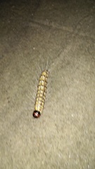 Litoprosopus futilis