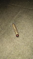 Litoprosopus futilis