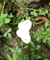 Leptosia