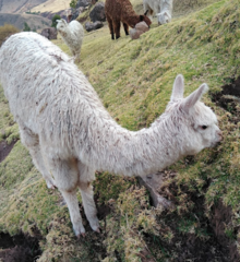 Lama glama