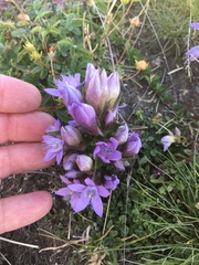 Gentianella germanica