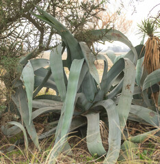 Agave mapisaga