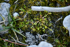 Halerpestes tricuspis