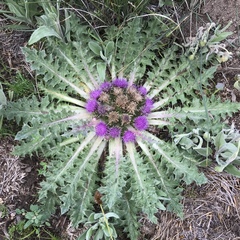 Cirsium scariosum congdonii