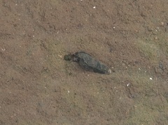 Semisulcospira libertina