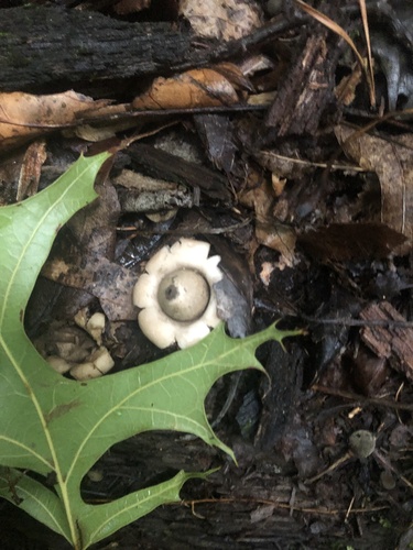 Geastrum morganii