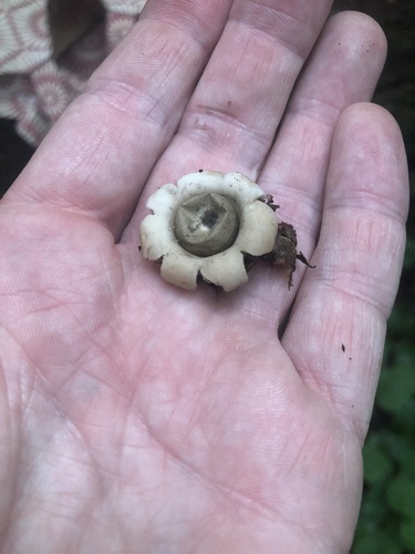 Geastrum morganii (Photo 2 of 2)