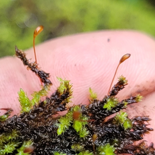 Pseudohygrohypnum eugyrium, 2022-08-07