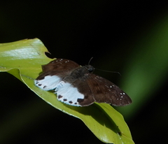 Tagiades ultra