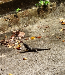Ctenosaura oedirhina