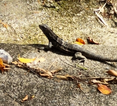 Ctenosaura oedirhina