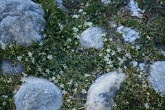 Stellaria depressa