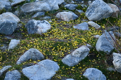 Halerpestes tricuspis