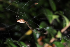 Argyrodes kumadai