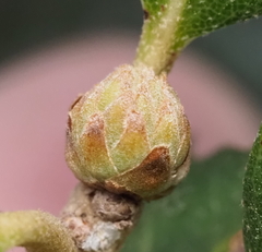 Andricus quercusfoliatus