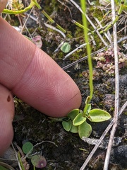 Parnassia parviflora