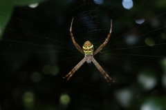 Argiope minuta