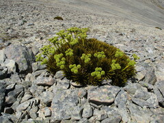 Aciphylla dobsonii