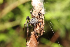 Cyclosa octotuberculata