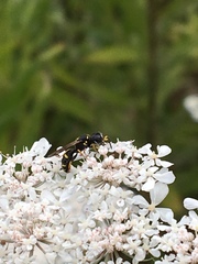 Ectemnius stirpicola