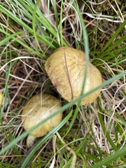 Suillus viscidus