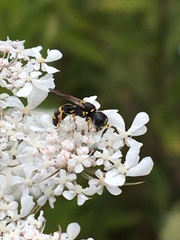 Ectemnius stirpicola