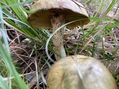 Suillus viscidus