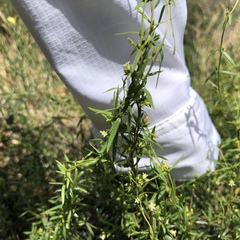 Metastelma arizonicum