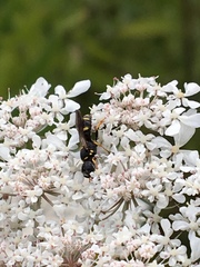 Ectemnius stirpicola