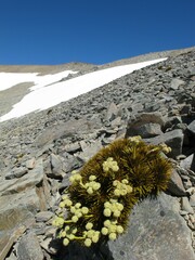 Aciphylla dobsonii