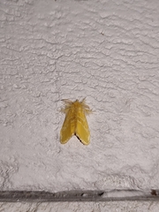 Euproctis lutea