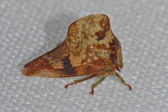 Telamona maculata