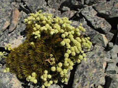 Aciphylla dobsonii