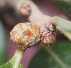 Andricus quercusfoliatus